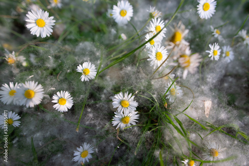 Prato con margherite e polline di tiglio fiorite in estate photo
