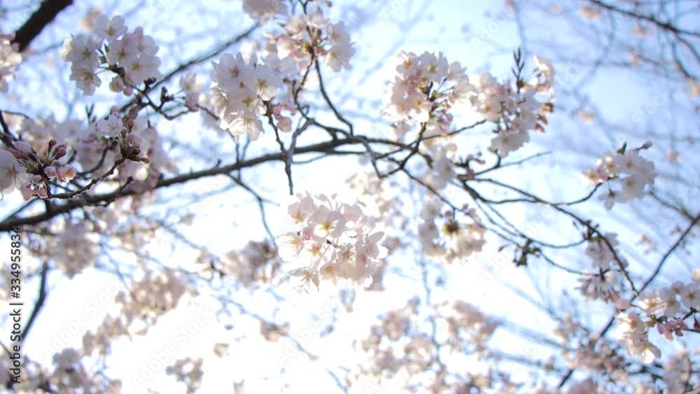 Cherry blossoms in the backlight Cherry blossoms in the backlight