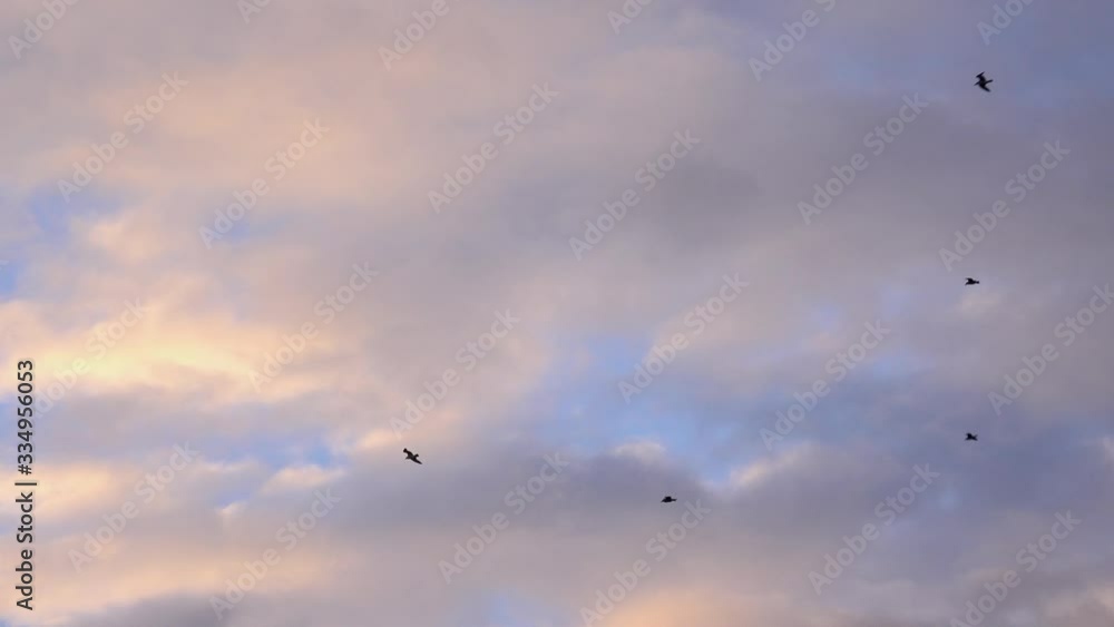 Birds flying high in clouds on migration 4K Birds flying high in clouds on migration 4K