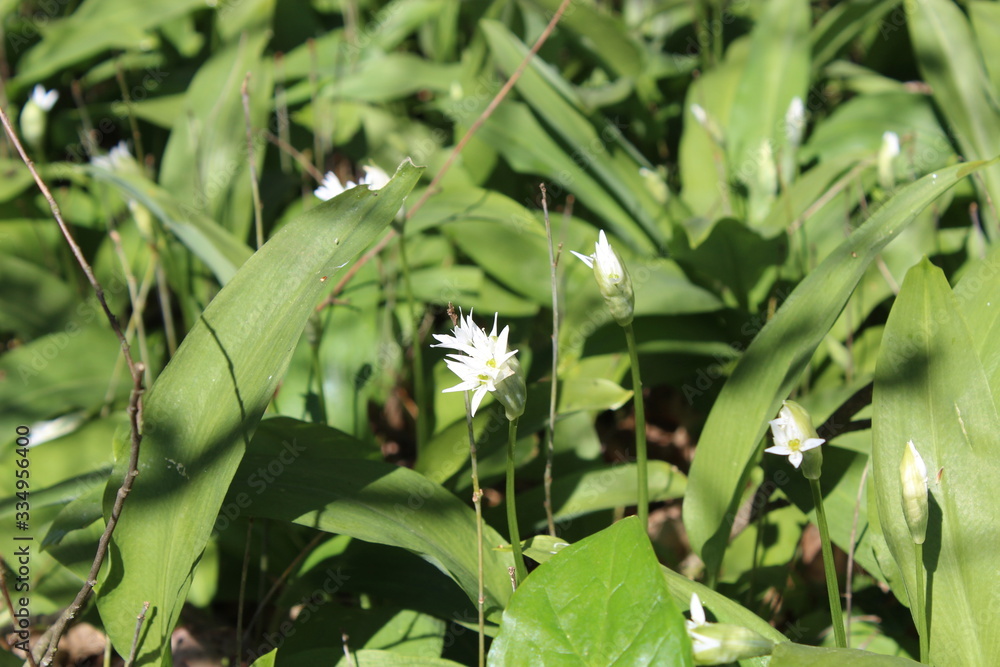 wilder Bärlauch Blüte wilder Bärlauch Blüte