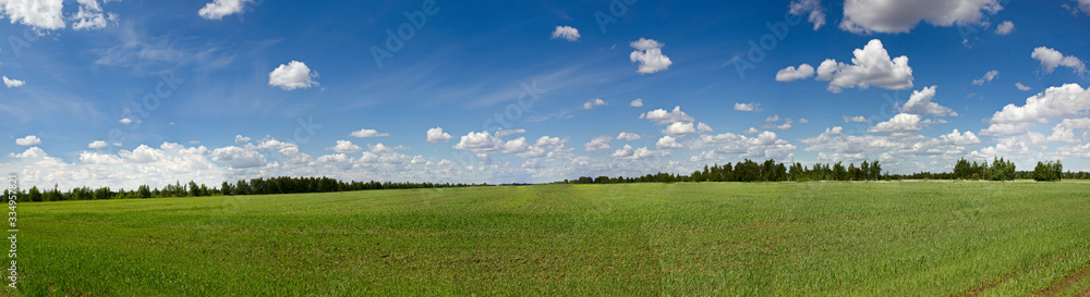 Winter wheat field with snow-white clouds