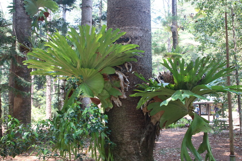 Fényképezés Hirschgeweihfarn in Australien (platycerium bifurcatum)