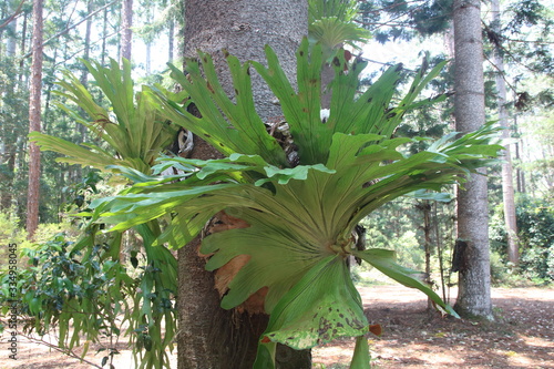 Fényképezés Hirschgeweihfarn in Australien (platycerium bifurcatum)