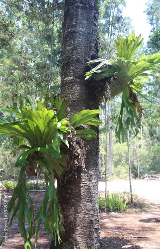 Fényképezés Hirschgeweihfarn in Australien (platycerium bifurcatum)