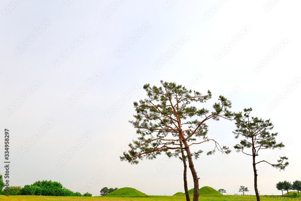 Obraz premium 소나무와 들판이 보이는 아름다운 풍경