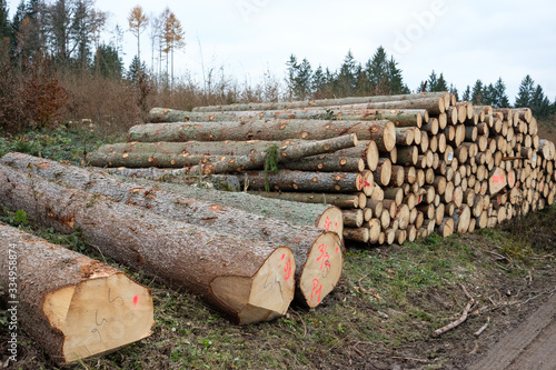 Holzwirtschaft: Ein großer Haufen gestapelter Bumstämme