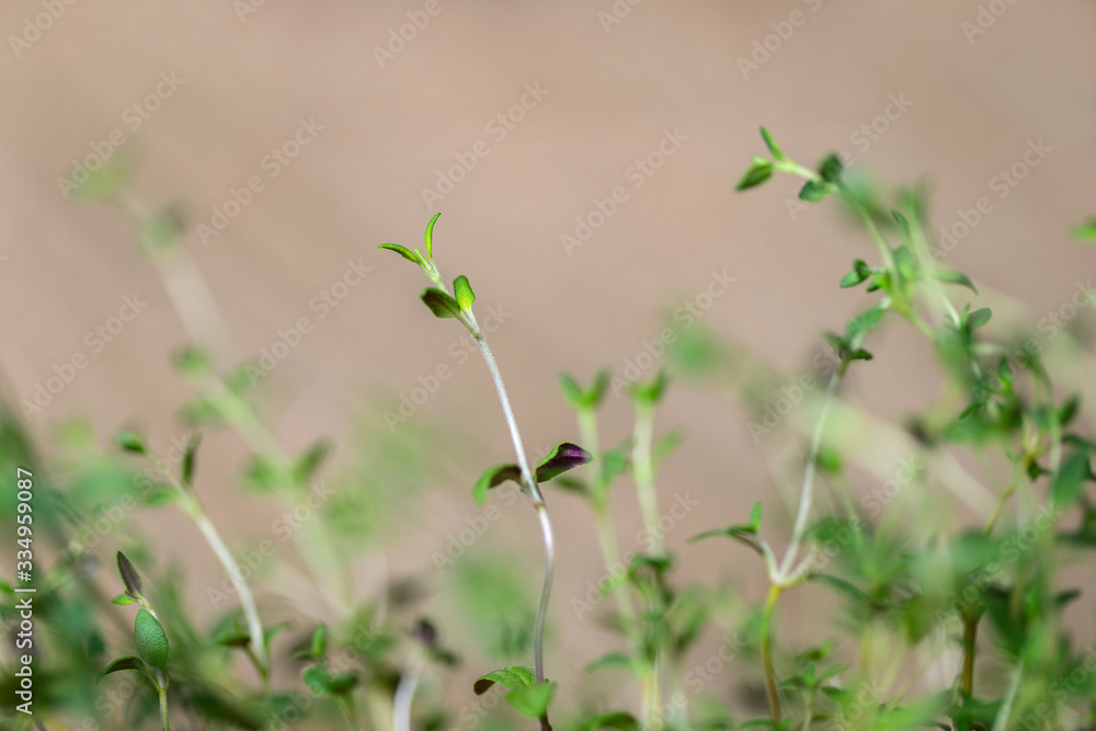 Tender leaves of thyme. Tender leaves of thyme.