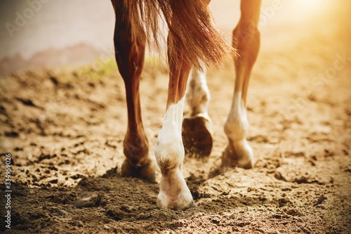 A horse with thin, elegant legs and unshod hooves walks slowly on the sand, which is illuminated by bright, warm sunlight.