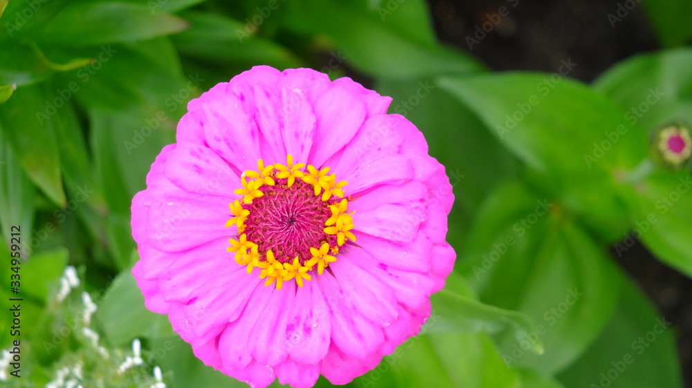 Fototapeta premium Kwiaty lata w Polsce