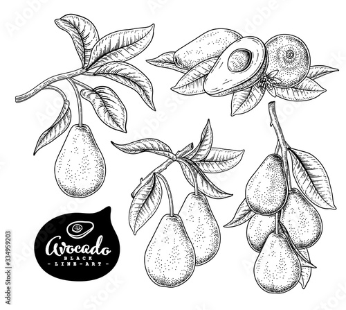 Vector Sketch avocado decorative set. Hand Drawn Botanical Illustrations. Black and white with line art isolated on white backgrounds. Fruits drawings. Retro style elements.