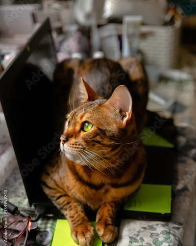 Bengal cat lying on laptop computer looking away. Working from home with pets concept