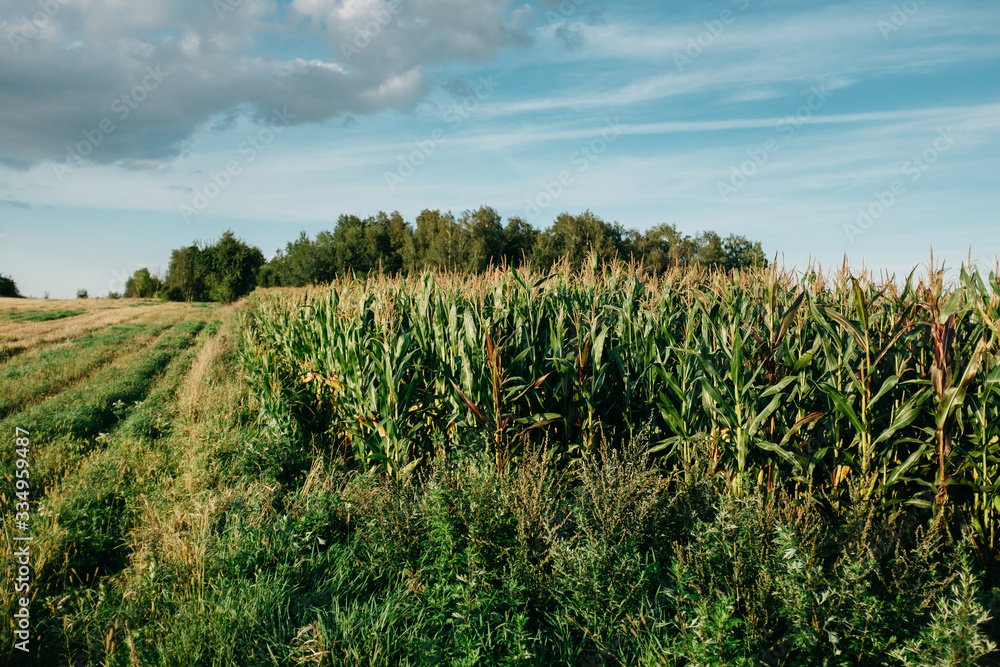 Corn field with trees in the background Corn field with trees in the background