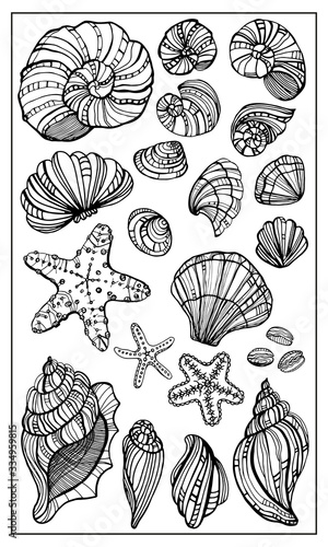 Seashells, starfishs, mollusks vector set graphic sketch handdraw 