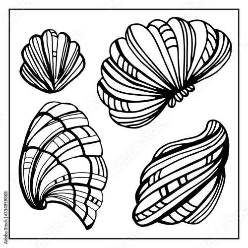 Seashells, mollusks vector graphic sketch handdraw 