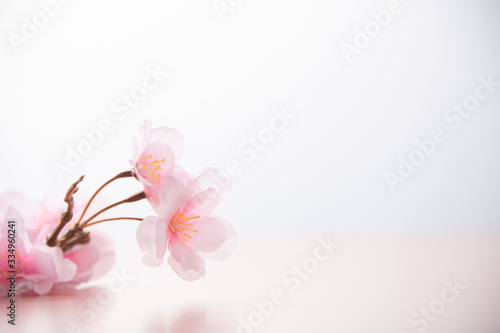 Artificial cherry blossom flower on white background. Spring season image.