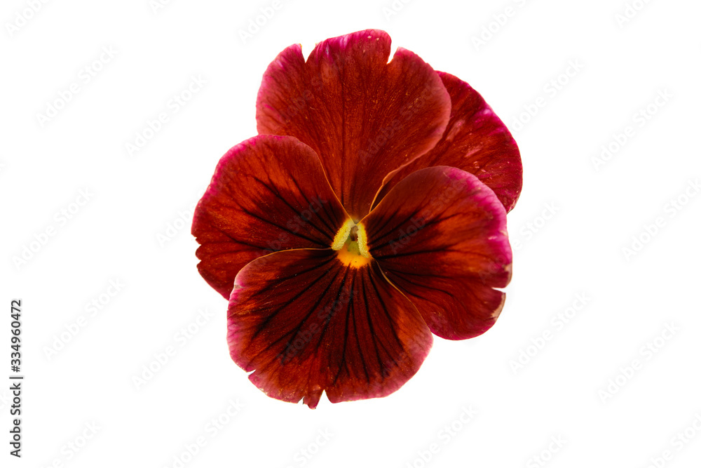 pansies isolated pansies isolated
