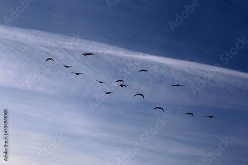 Zugvögel am Blauen Himmel im Spät Sommer