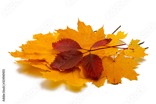 autumn leaves isolated