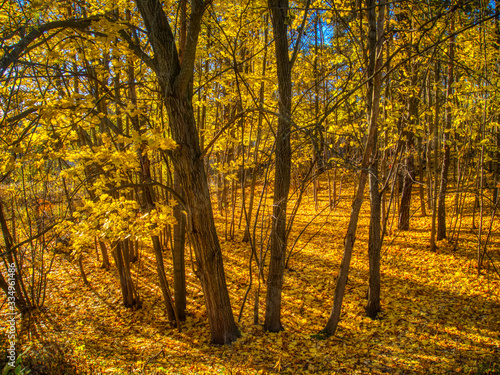 autumn in the forest with ground full of yellow leaves