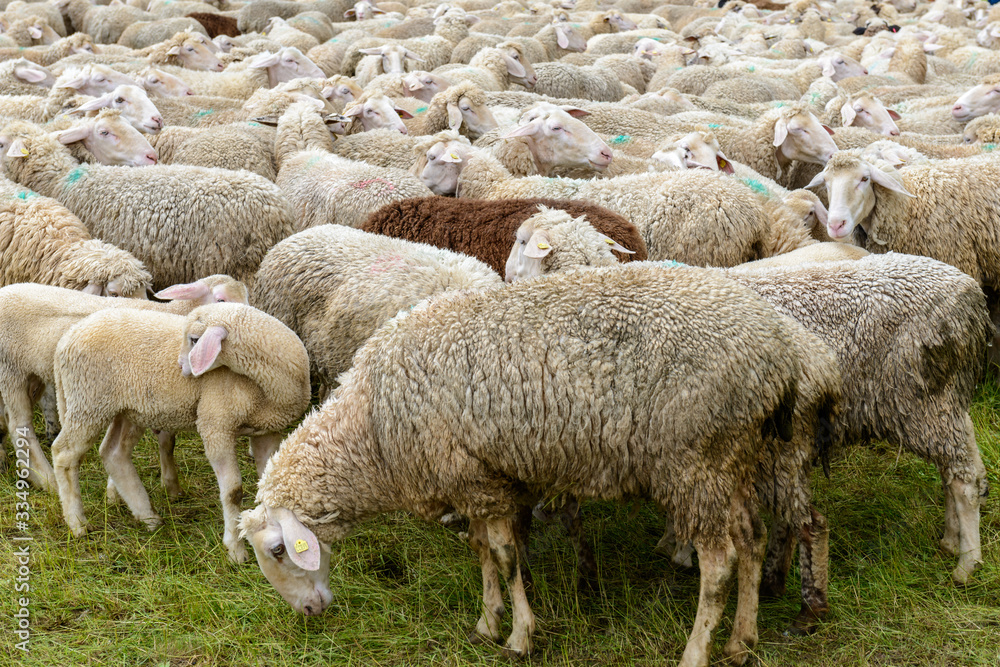 Weiße Schafe dicht in einer Herde Weiße Schafe dicht in einer Herde