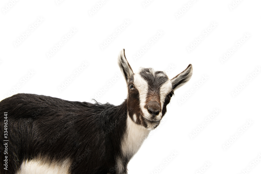 Fototapeta premium black and white goat