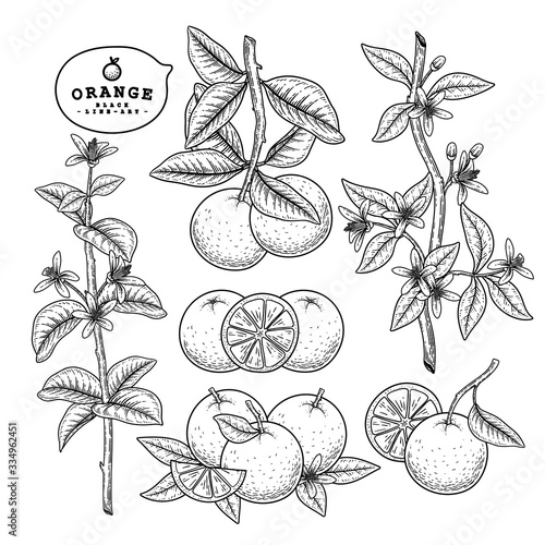 Vector Sketch citrus fruit decorative set. Orange. Hand Drawn Botanical Illustrations. Black and white with line art isolated on white backgrounds. Fruits drawings. Retro style elements.