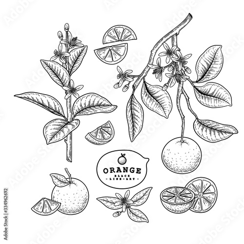 Vector Sketch citrus fruit decorative set. Orange. Hand Drawn Botanical Illustrations. Black and white with line art isolated on white backgrounds. Fruits drawings. Retro style elements.
