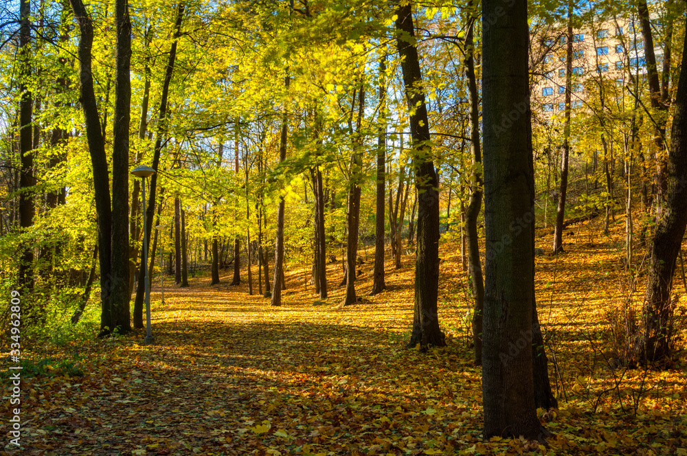 autumn in the park with yellow leaves on ground