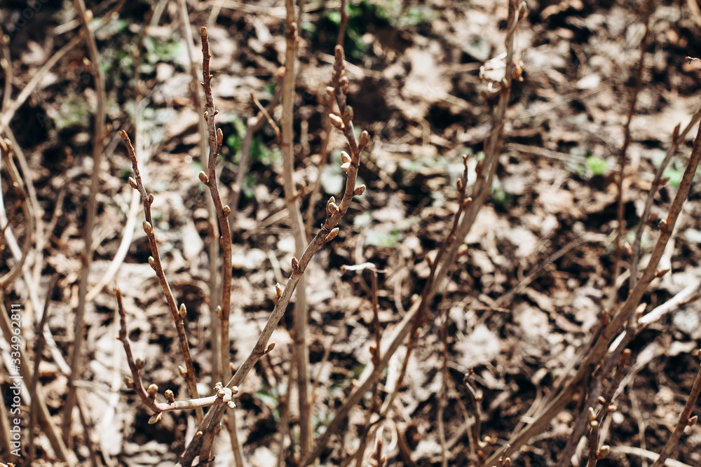 photos of twigs with buds photos of twigs with buds
