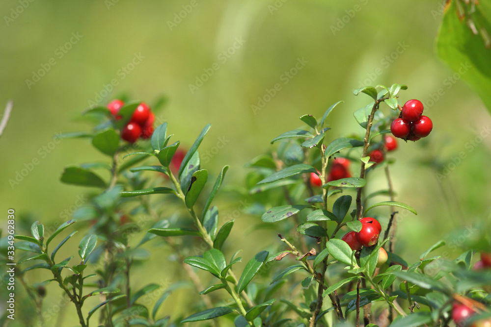 red ripe lingonberries in forest red ripe lingonberries in forest