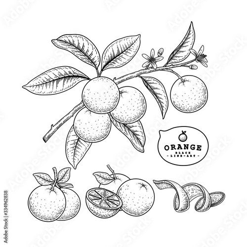 Vector Sketch citrus fruit decorative set. Orange. Hand Drawn Botanical Illustrations. Black and white with line art isolated on white backgrounds. Fruits drawings. Retro style elements.