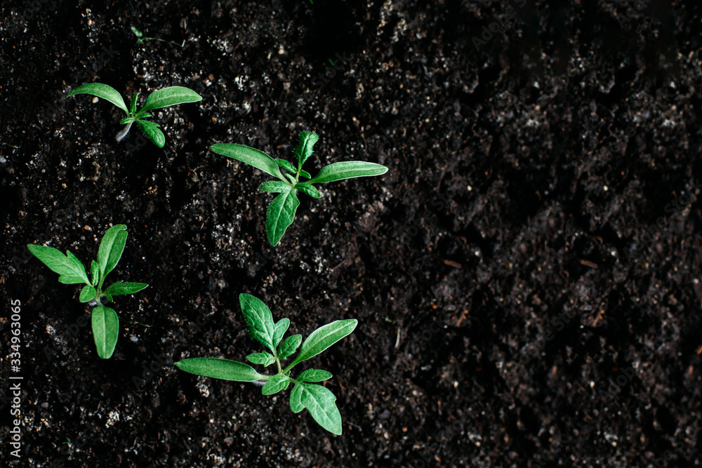 Naklejka premium a few fresh young shoots of plants against the ground