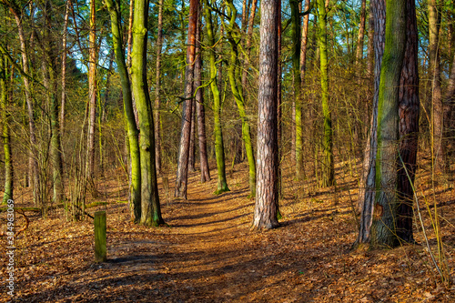 Early spring landscape of mixed European forest thicket at the Czarna river nature reserve in Mazovia region of Poland