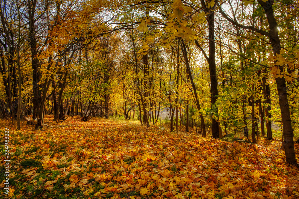 autumn in the forest with ground full of yellow leaves