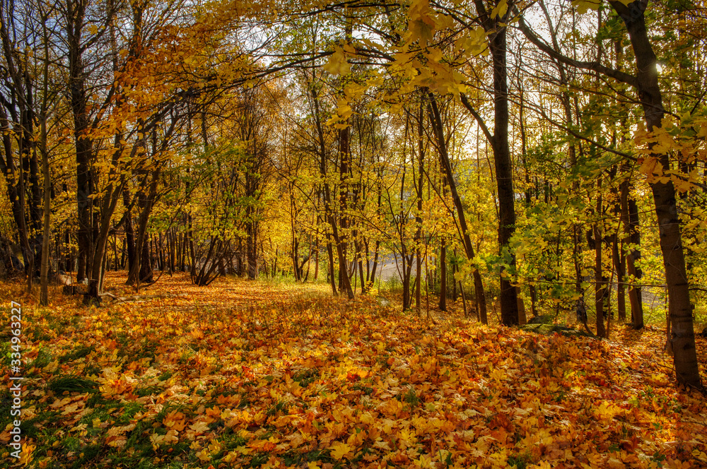 autumn in the forest with ground full of yellow leaves autumn in the forest with ground full of yellow leaves