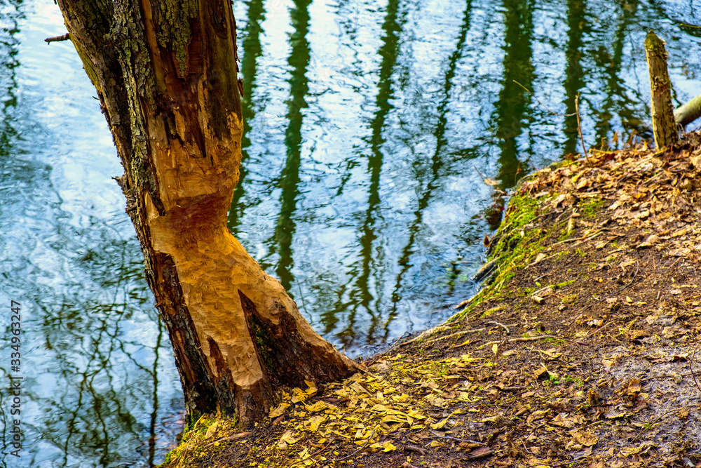 Tree trunks undercut by Eurasian beavers latin Castor fiber in