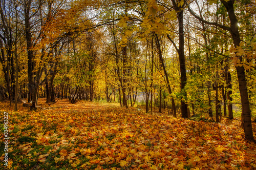 autumn in the forest with ground full of yellow leaves