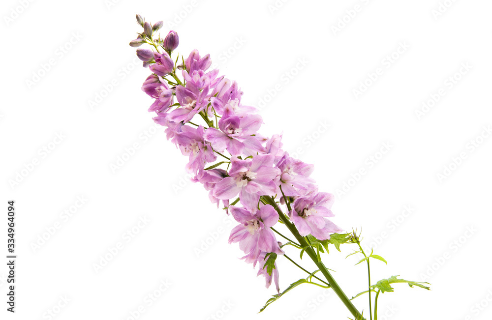 Obraz premium pink delphinium
