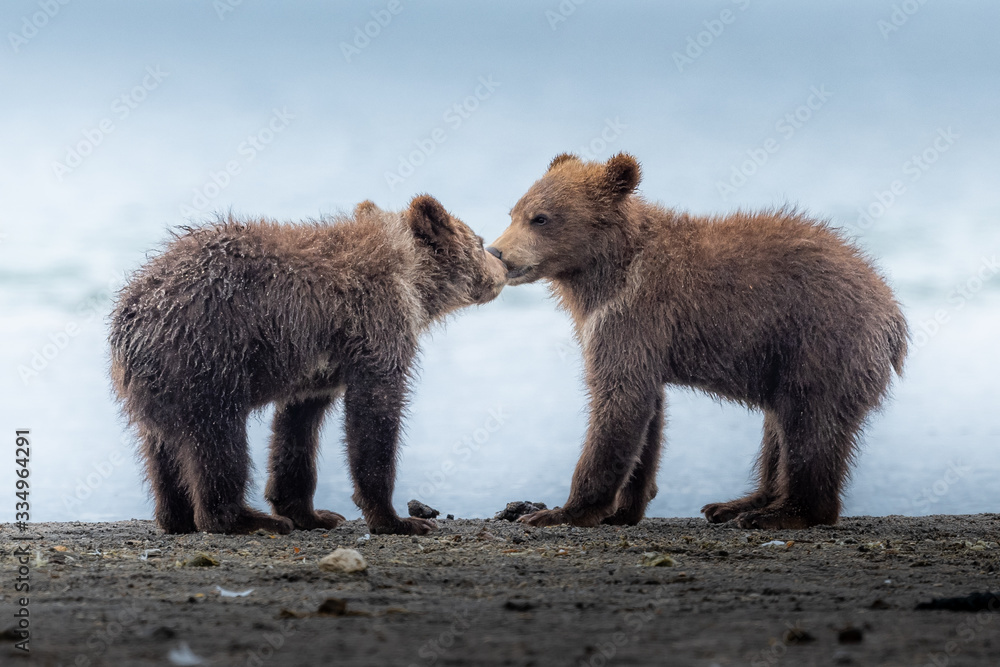 Ruling the landscape, brown bears of Kamchatka (Ursus arctos beringianus) Ruling the landscape, brown bears of Kamchatka (Ursus arctos beringianus)