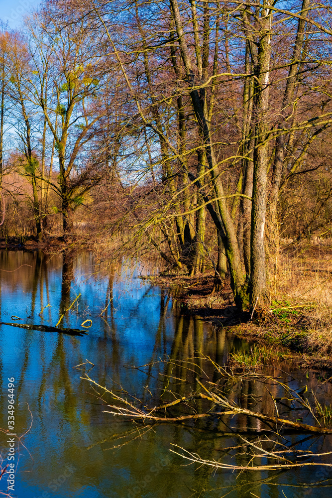 Obraz premium Early spring landscape of mixed European forest and water ponds in Konstancin-Jeziorna Springs Park - Park Zdrojowy w Konstancinie-Jeziornie - near Warsaw in Poland