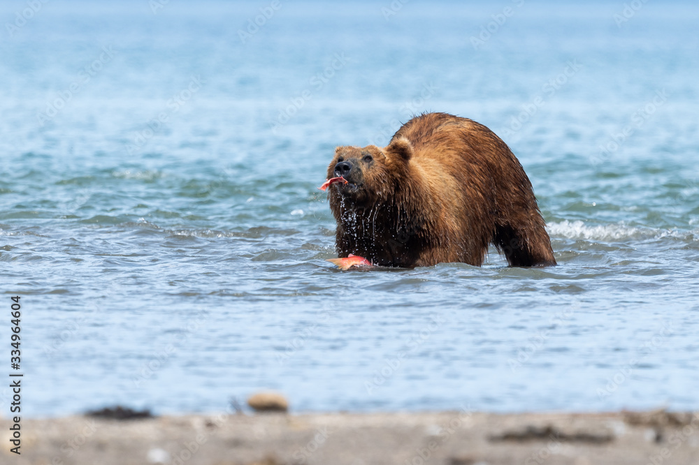 Ruling the landscape, brown bears of Kamchatka (Ursus arctos beringianus) Ruling the landscape, brown bears of Kamchatka (Ursus arctos beringianus)