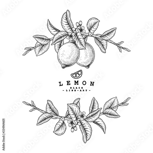 Vector Sketch Citrus fruit decorative set. Lemon. Hand Drawn Botanical Illustrations. Black and white with line art isolated on white backgrounds. Fruits drawings. Retro style elements.
