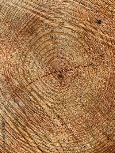 Texture saw cut wood closeup. stump of tree felled. Old round sawed pine log. Section of the trunk with annual rings