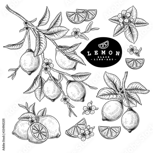 Vector Sketch Citrus fruit decorative set. Lemon. Hand Drawn Botanical Illustrations. Black and white with line art isolated on white backgrounds. Fruits drawings. Retro style elements.