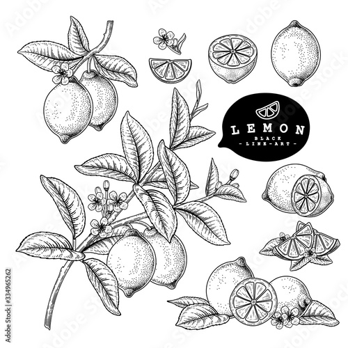 Vector Sketch Citrus fruit decorative set. Lemon. Hand Drawn Botanical Illustrations. Black and white with line art isolated on white backgrounds. Fruits drawings. Retro style elements.