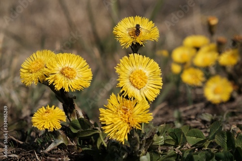 Принти на полотні Yellow flowers of coltsfoot (Tussilago farfara) on the meadow - medicinal plant
