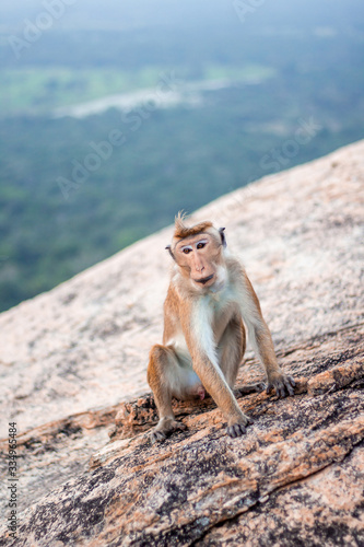 Little monkey is sitting on the rock and eating some food in Sri Lanka © AlinaYarosh