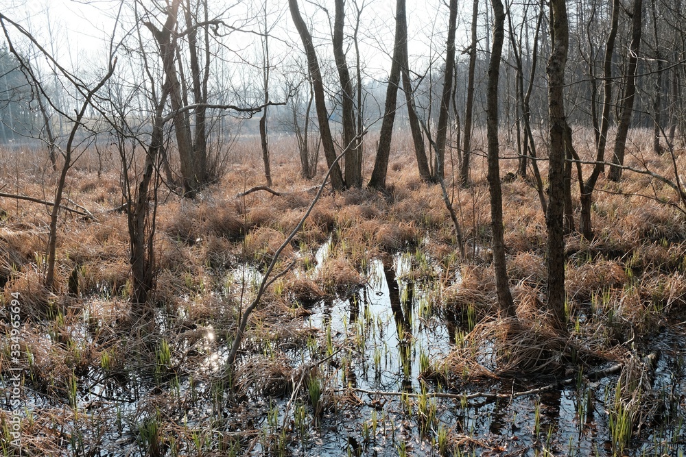 Obraz premium Wetlands covered with trees and grass.