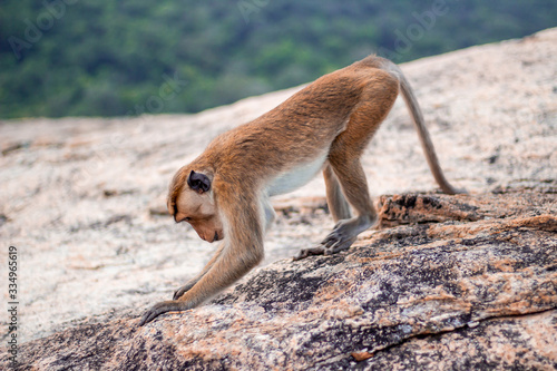 Photography Little monkey is sitting on the rock in Sri Lanka