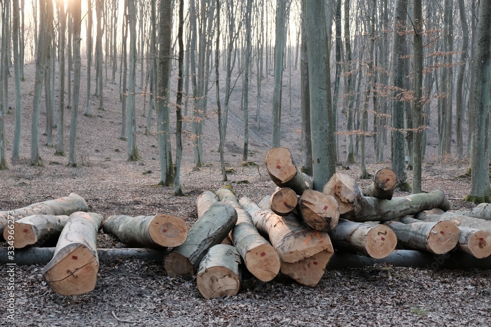 Cut tree trunks piled on a forest road in the beautiful afternoon light. Deforestation, forest management. Cut tree trunks piled on a forest road in the beautiful afternoon light. Deforestation, forest management.